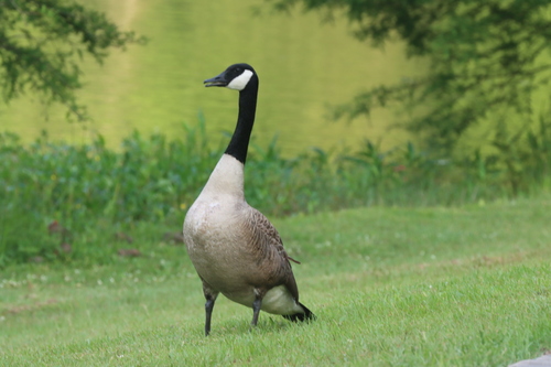Canada Goose photographed in Louisiana