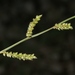 Echinochloa colona - Photo (c) J. Bailey, μερικά δικαιώματα διατηρούνται (CC BY-NC)