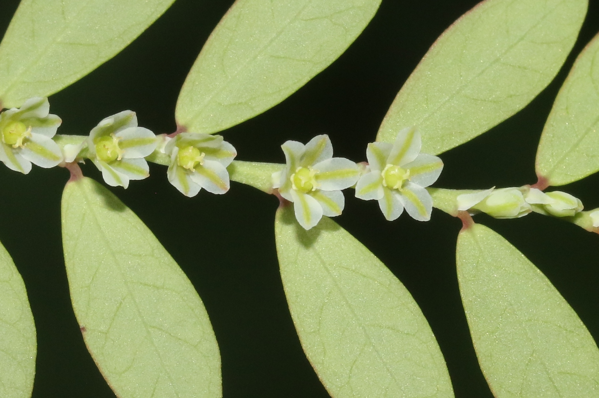 Phyllanthus debilis