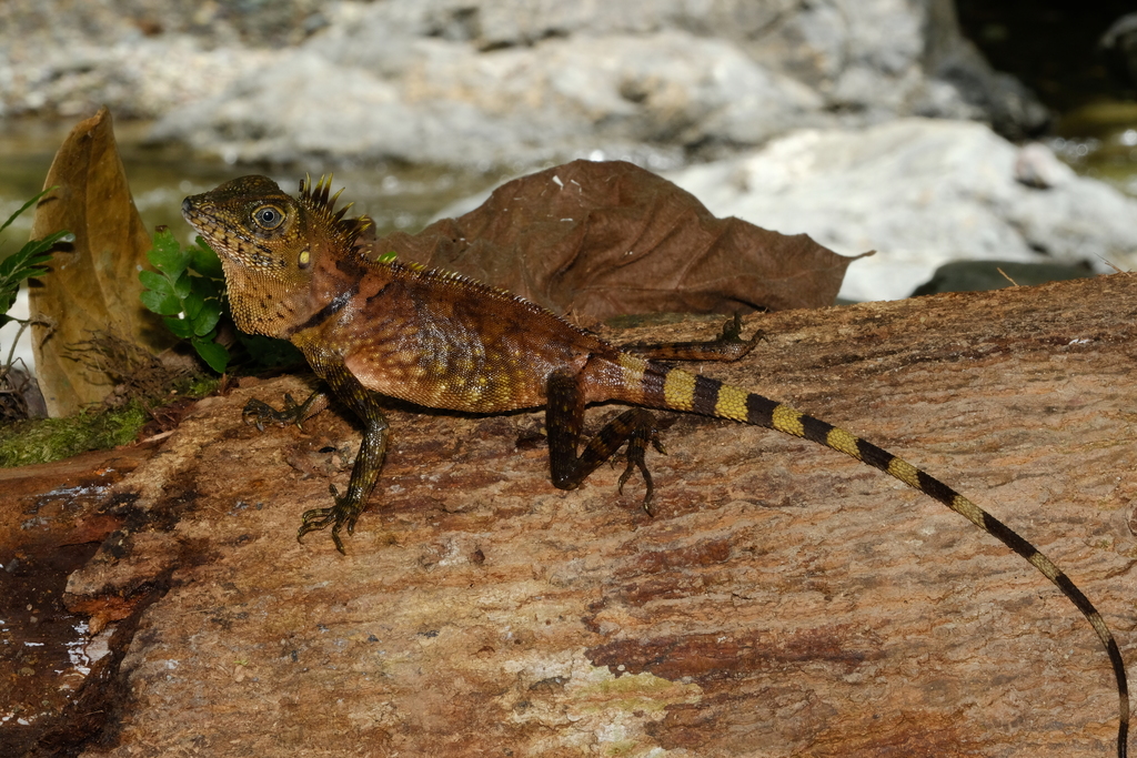 Negros Forest Dragon