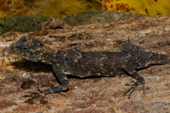 Draco spilopterus
