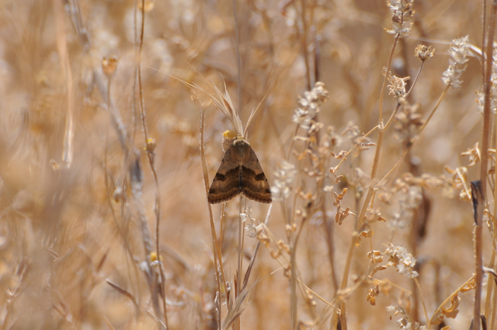 Darker-spotted Straw Moth