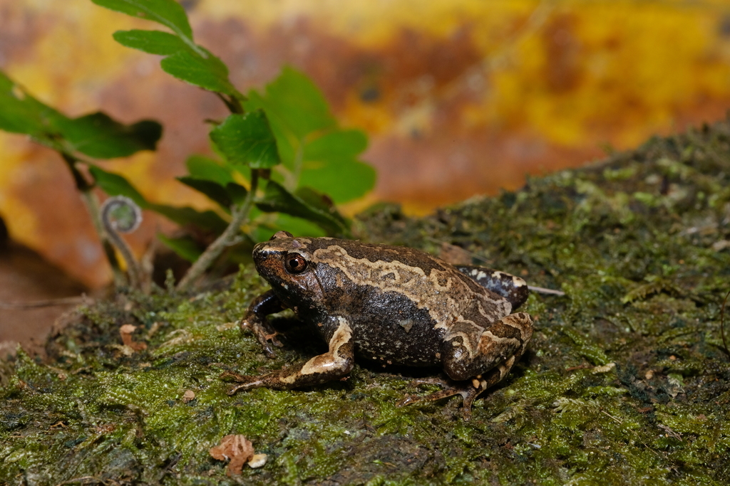 Walter's Narrow-mouthed Frog