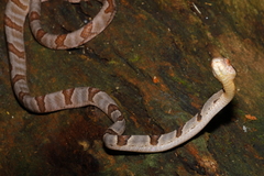 Boiga cynodon