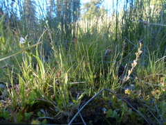 Muhlenbergia filiformis