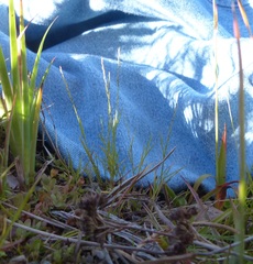 Muhlenbergia filiformis