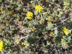 Centromadia parryi australis