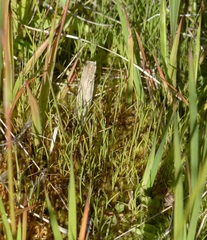 Muhlenbergia filiformis