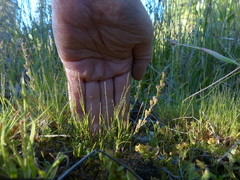 Muhlenbergia filiformis