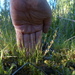 Muhlenbergia filiformis - Photo (c) Barbara L. Wilson, alguns direitos reservados (CC BY-NC), uploaded by Barbara L. Wilson