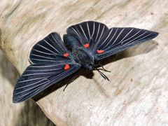 Melanis cephise