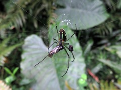 Leucauge blanda
