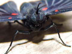 Melanis cephise