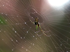 Leucauge blanda