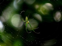 Leucauge blanda