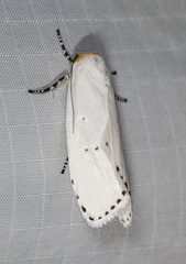 Cryptophasa delocentra
