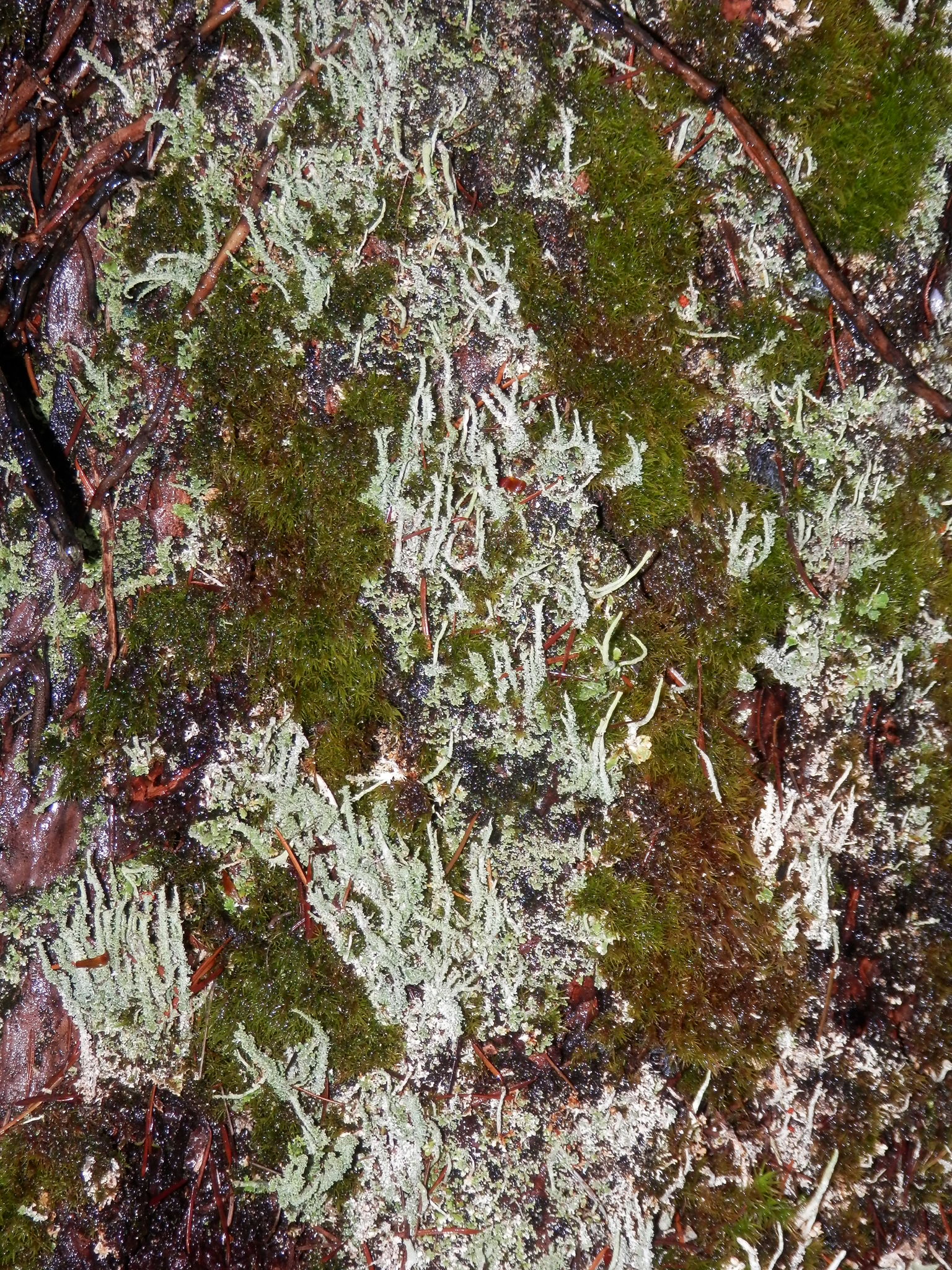 Cladonia image