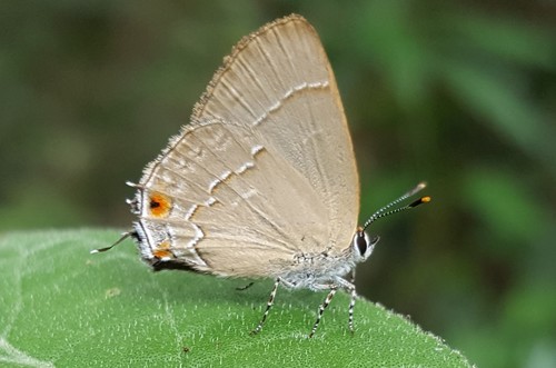 Gargina caninius