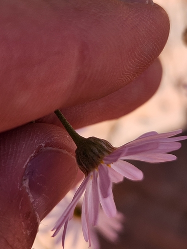 Image of Erigeron utahensis by (c) James Stevens, some rights reserved (CC BY)