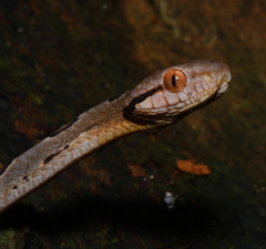 Boiga cynodon