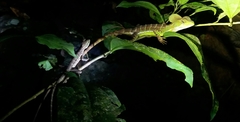 Basiliscus galeritus