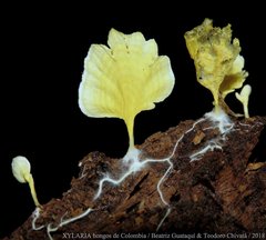 Cotylidia aurantiaca