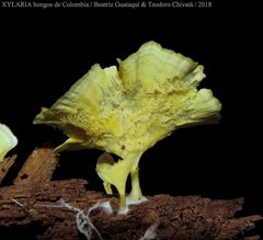 Cotylidia aurantiaca