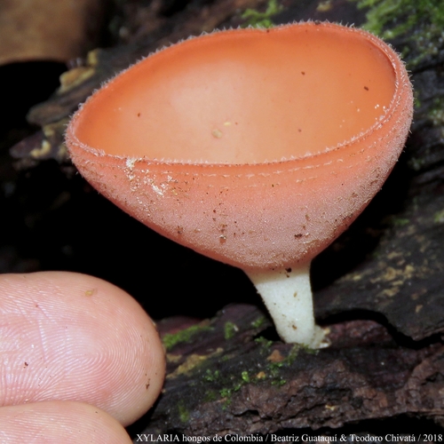 Cookeina speciosa