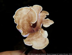 Trogia cantharelloides