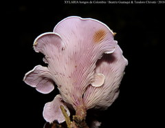 Trogia cantharelloides