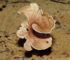 Trogia cantharelloides