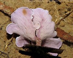 Trogia cantharelloides