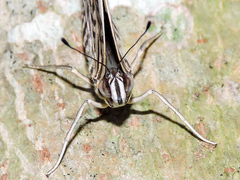 Colobura dirce dirce