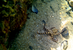 Hapalochlaena maculosa