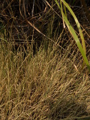 Muhlenbergia richardsonis