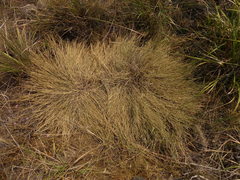 Muhlenbergia richardsonis