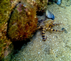 Hapalochlaena maculosa