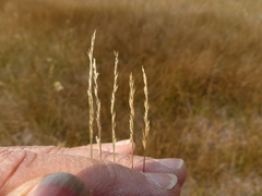 Muhlenbergia richardsonis