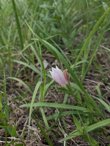 Image of Spigelia alabamensis by (c) Alaina Krakowiak, some rights reserved (CC BY)