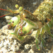 Green Marble Mantis Shrimp - Photo (c) tahiticrabs, some rights reserved (CC BY-NC)