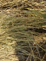 Muhlenbergia richardsonis