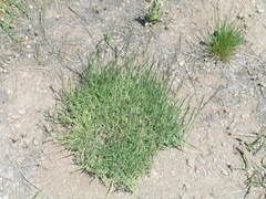 Muhlenbergia richardsonis