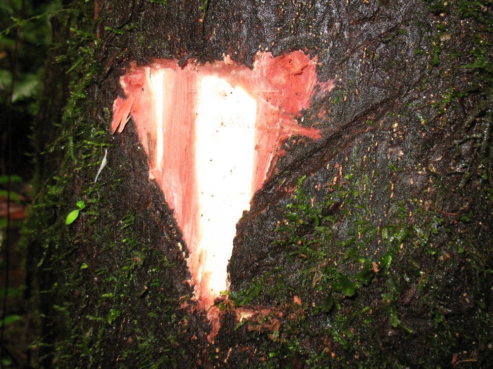 Croton lechleri (Flora CEA Putumayo) · NaturaLista Colombia