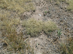 Muhlenbergia richardsonis