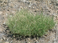 Muhlenbergia richardsonis