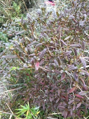 Rhododendron rubropilosum taiwanalpinum