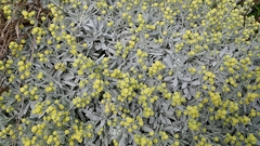 Crossostephium chinense