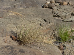 Muhlenbergia richardsonis