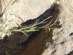 Muhlenbergia richardsonis