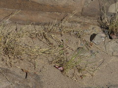 Muhlenbergia richardsonis